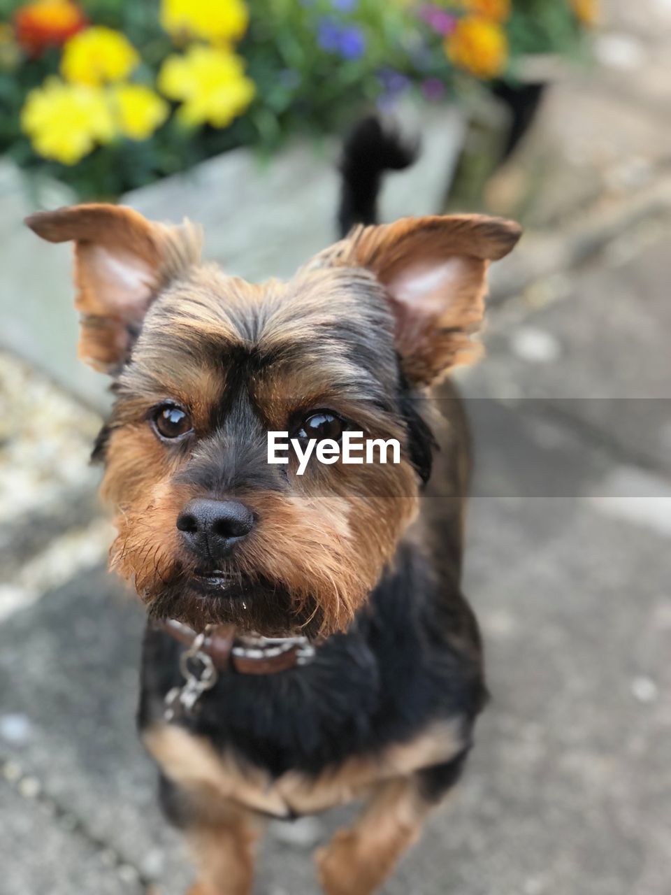 Close-up portrait of dog on footpath