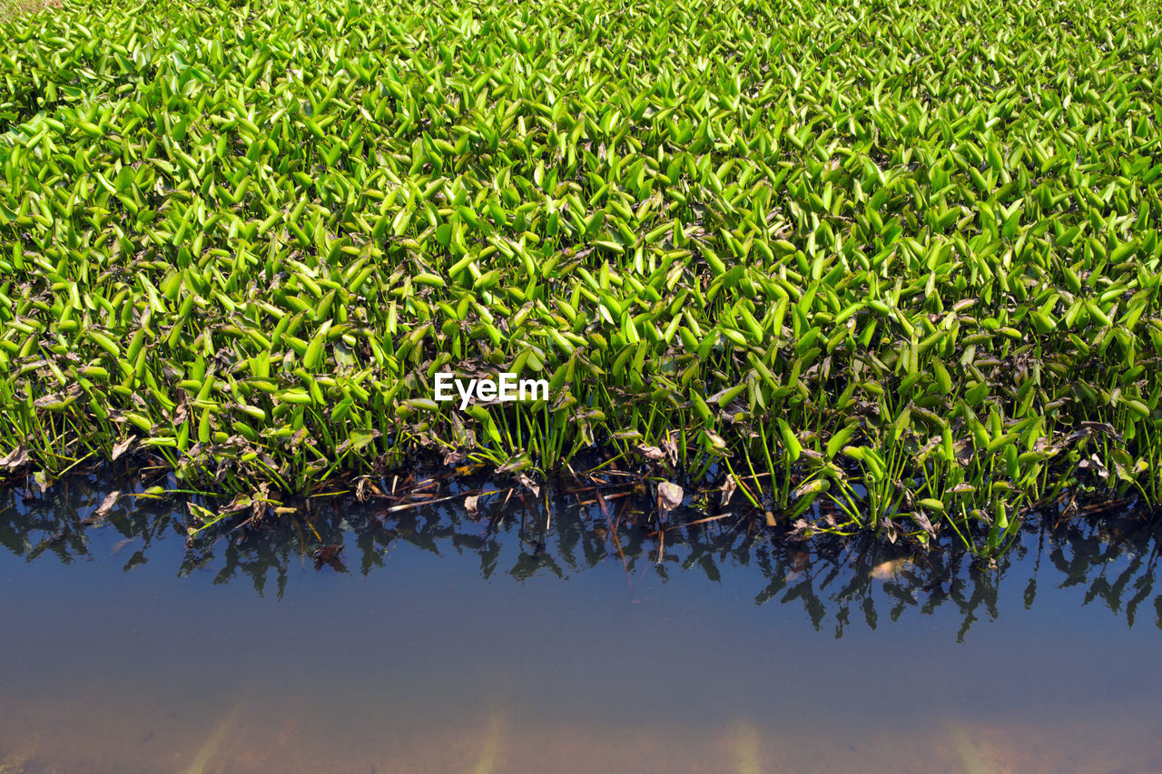 Water hyacinth weed of pond