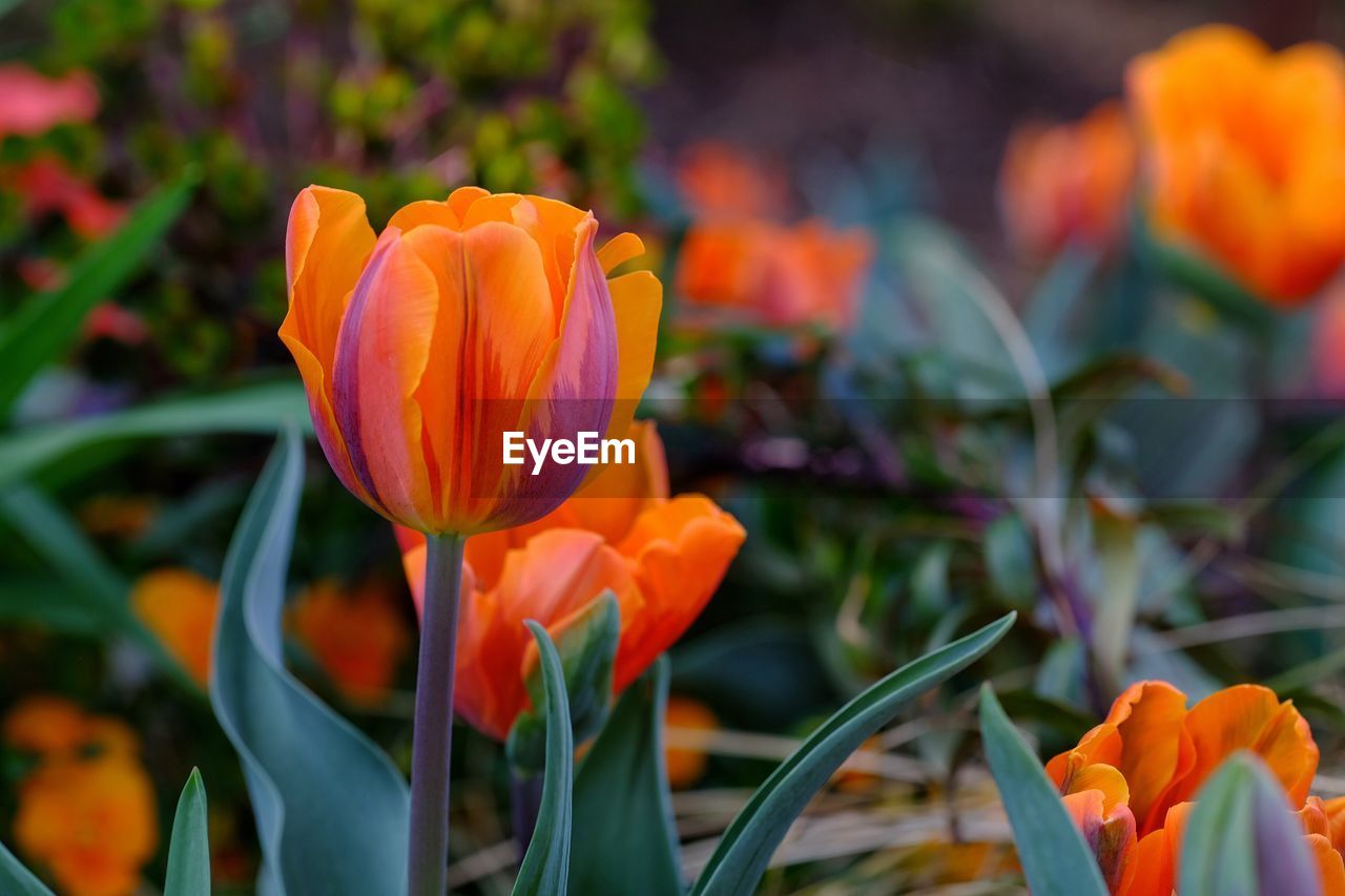 Close-up of day lily blooming outdoors