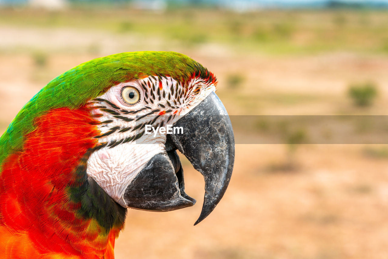 CLOSE-UP OF A BIRD