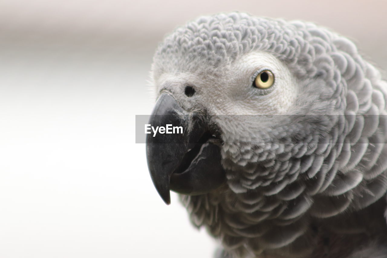 Close-up of a bird