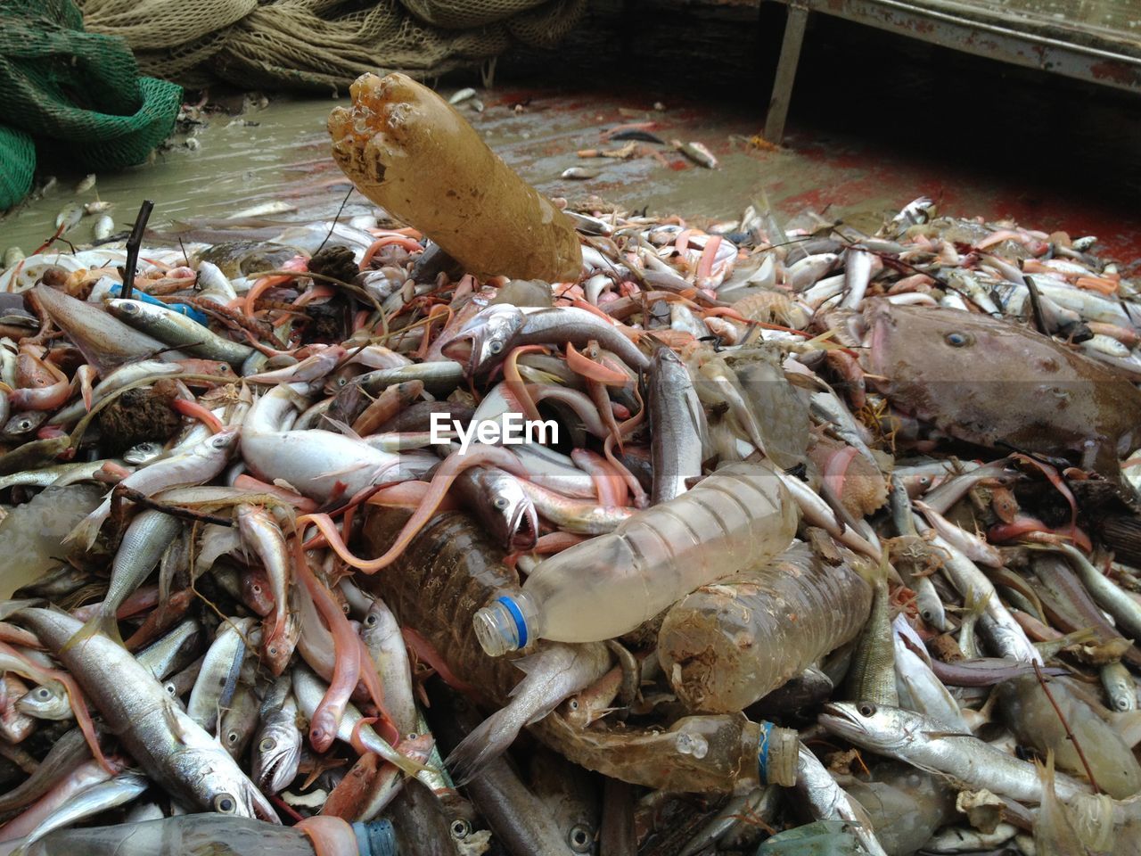 HIGH ANGLE VIEW OF FISH AT MARKET