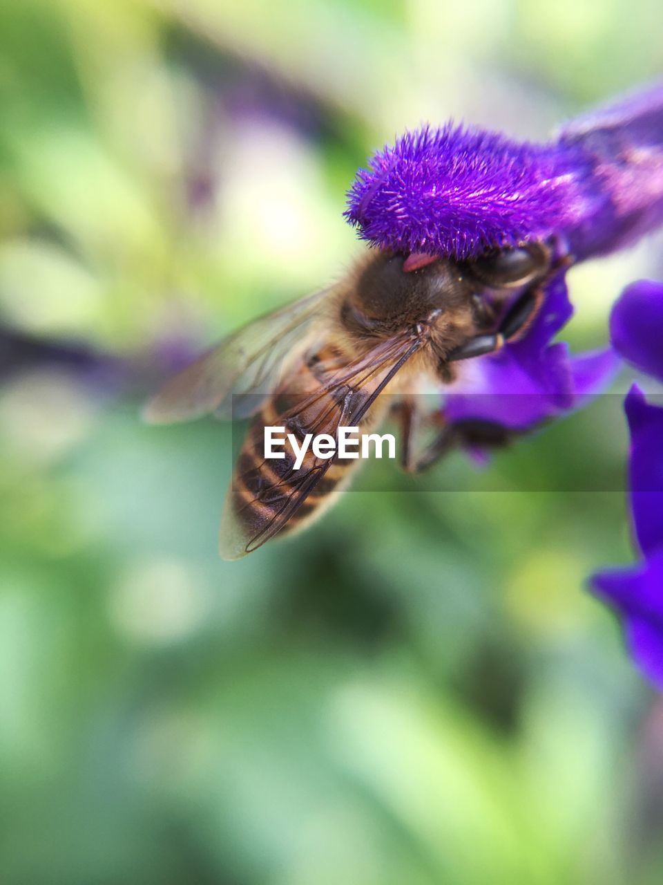 Close-up of bee on purple flower