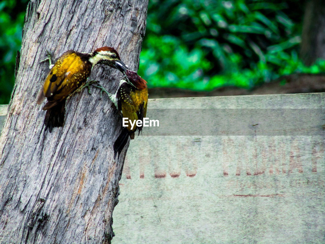 BIRDS PERCHING ON TREE TRUNK