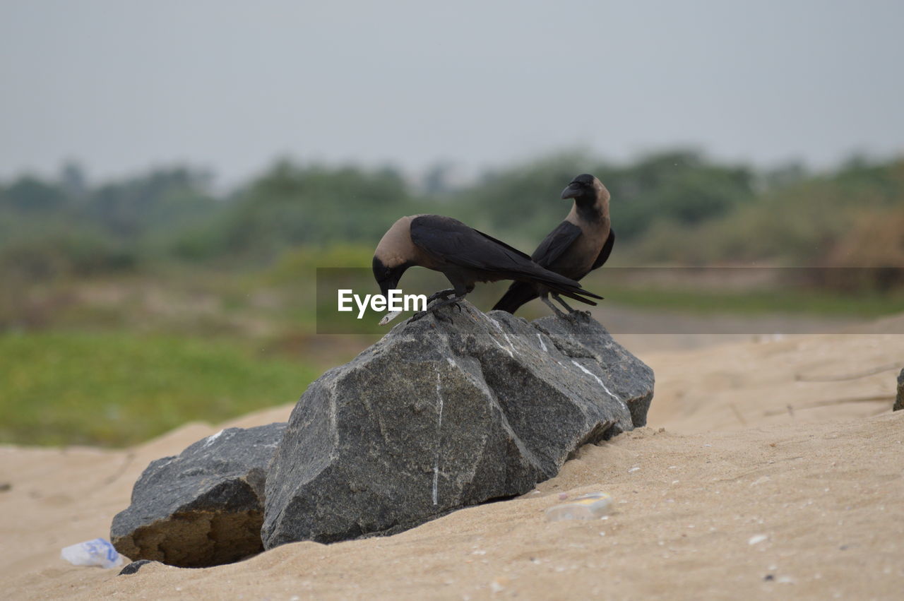 Bird perching on retaining wall against sky