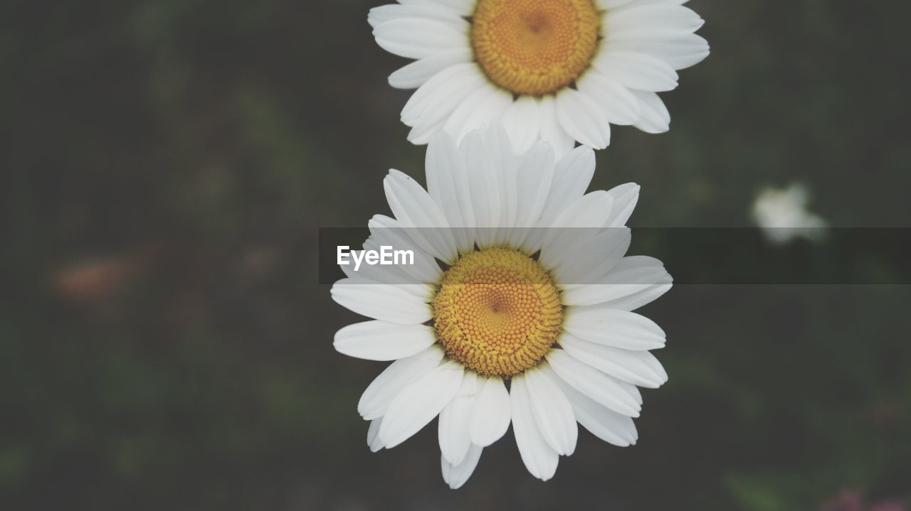 Close-up of white flower blooming outdoors