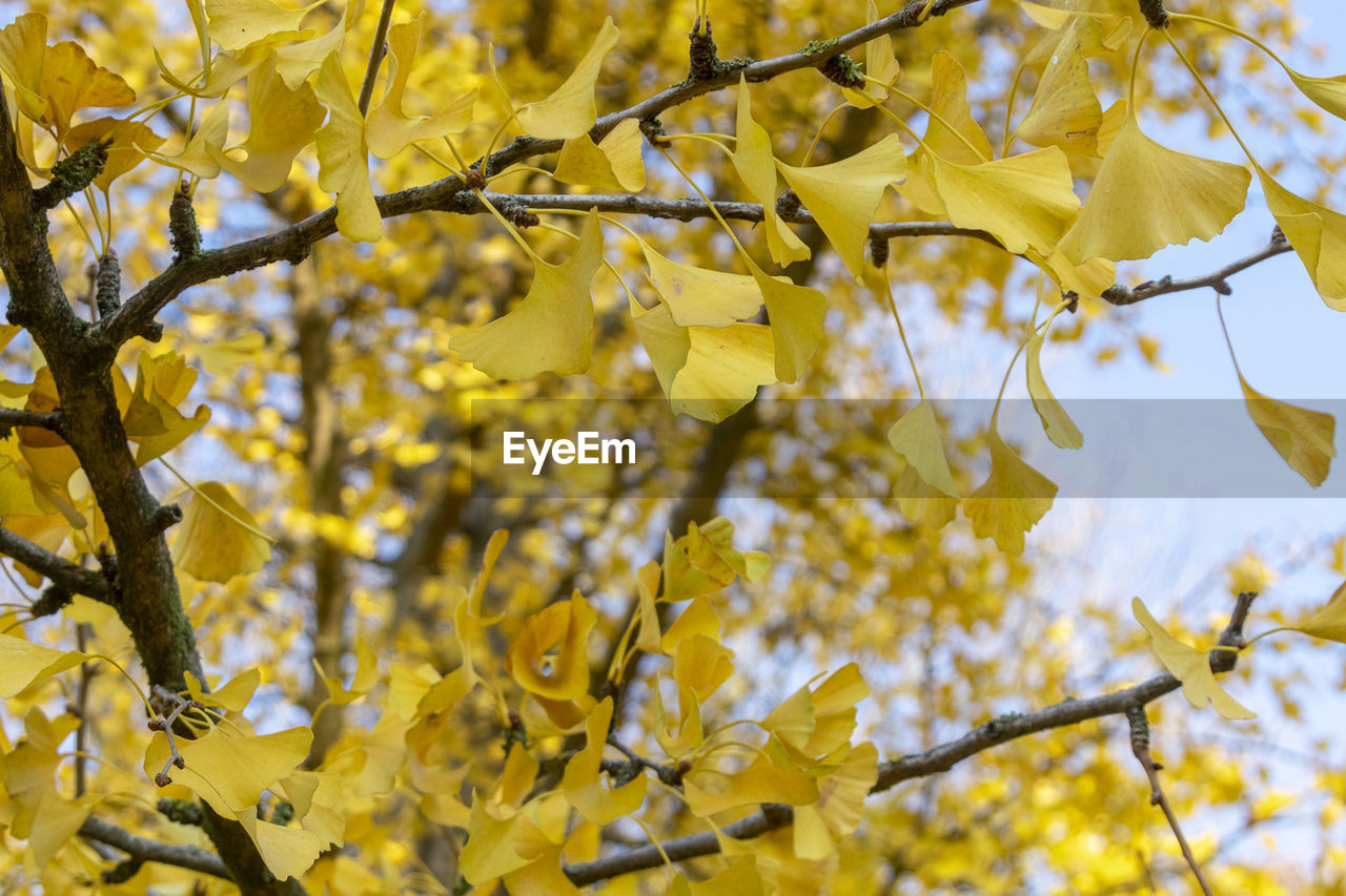 Close-up of yellow flowering plant during autumn