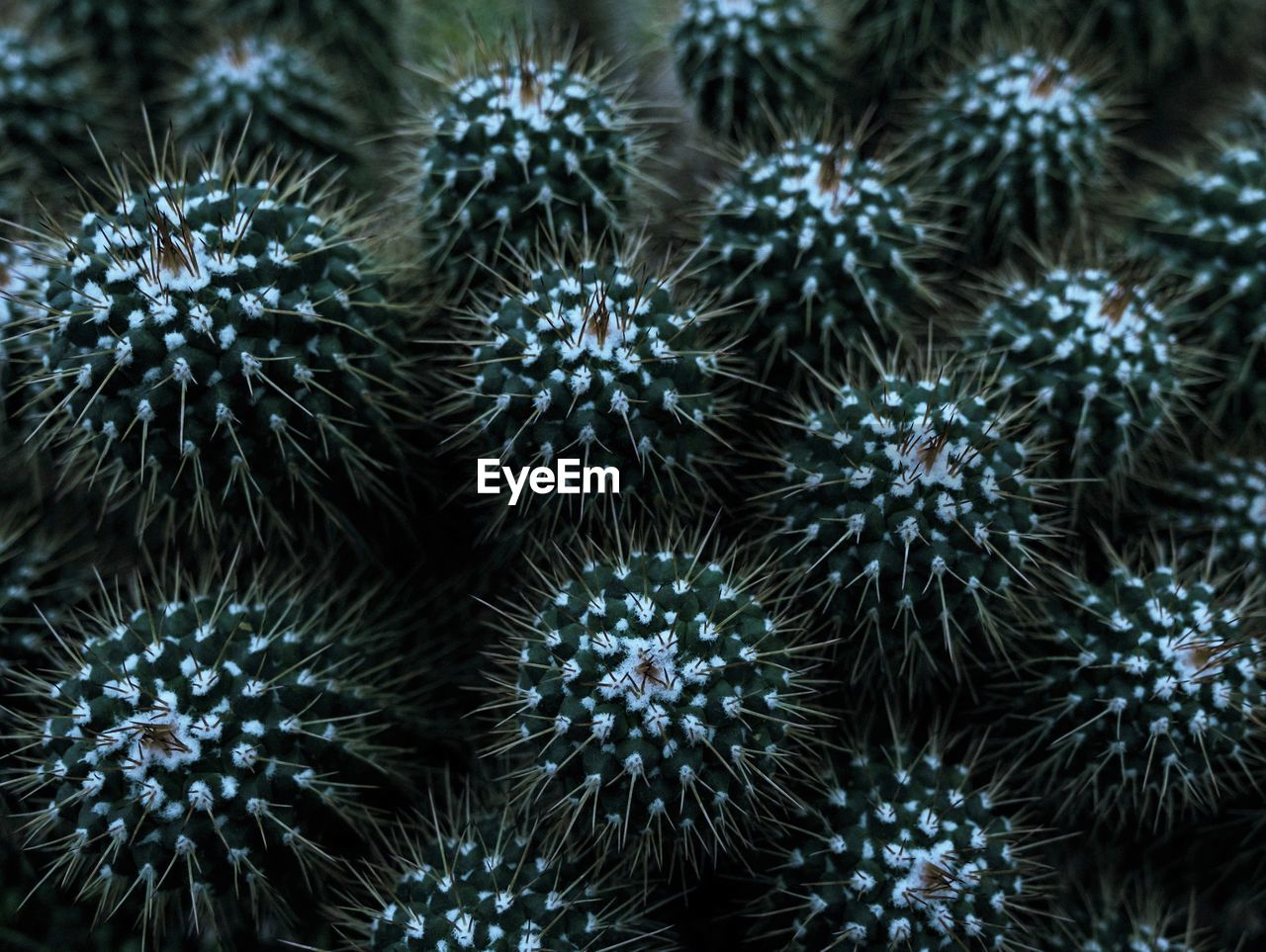 Full frame shot of succulent plant