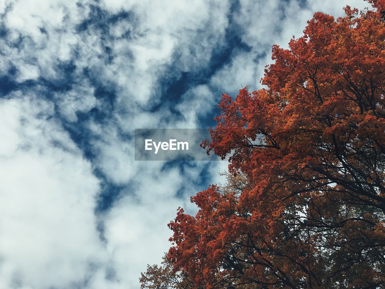 Low angle view of trees against sky during autumn