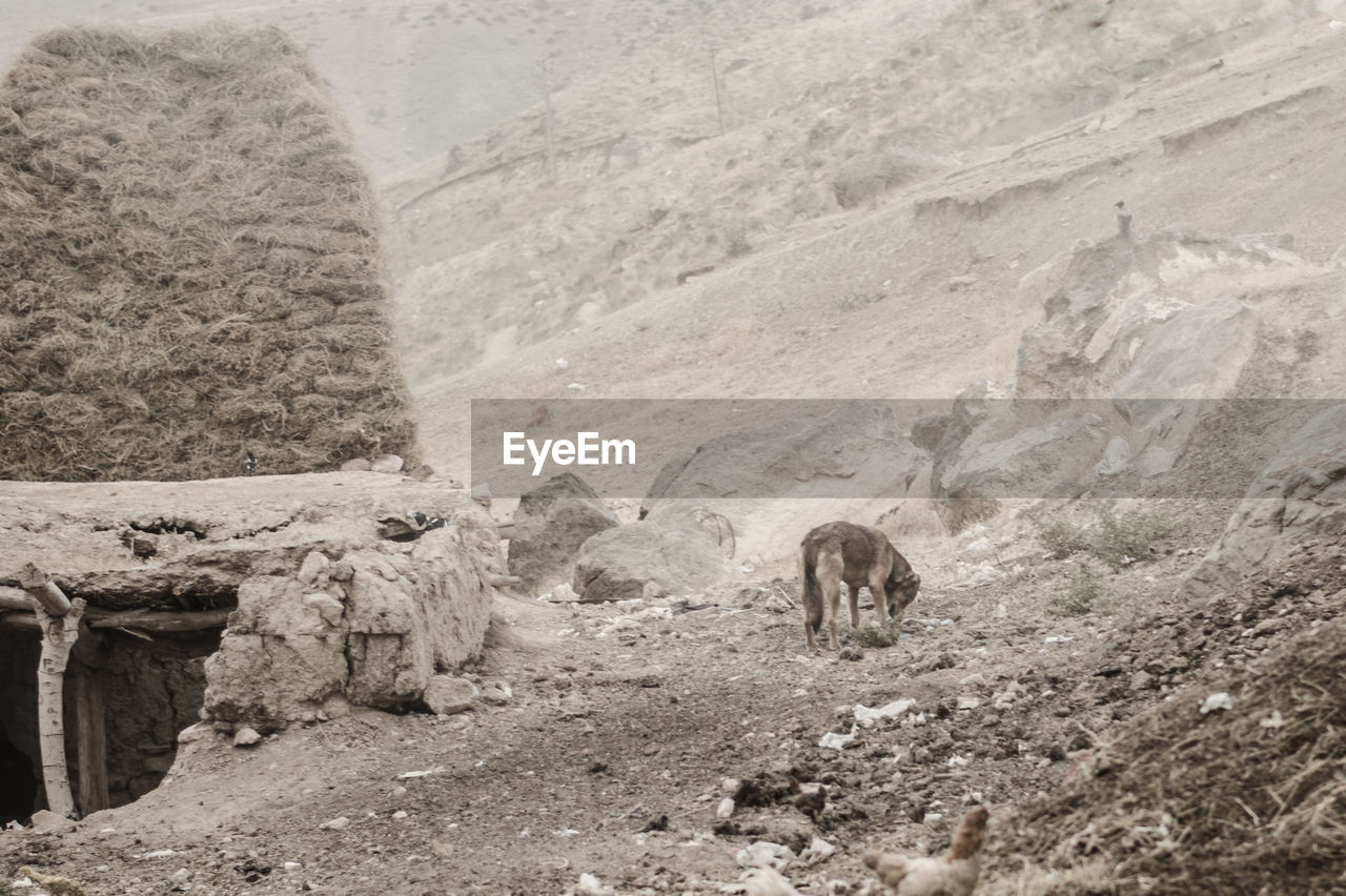 VIEW OF A HORSE ON ROCK IN THE GROUND