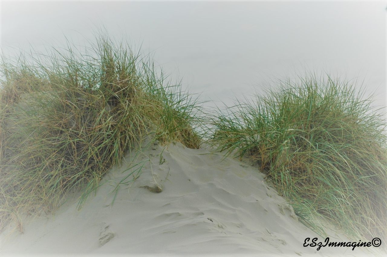 CLOSE-UP OF GRASS ON SAND AT BEACH