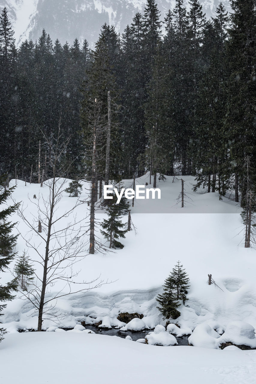 Trees on snow covered field during winter