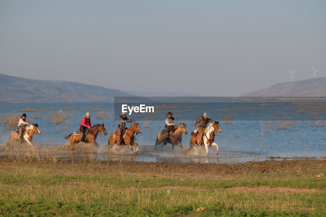 GROUP OF HORSES ON THE LAND