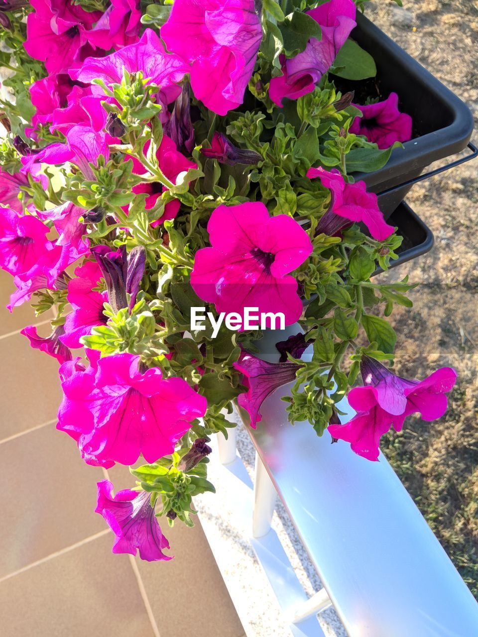 HIGH ANGLE VIEW OF PURPLE FLOWERING PLANT