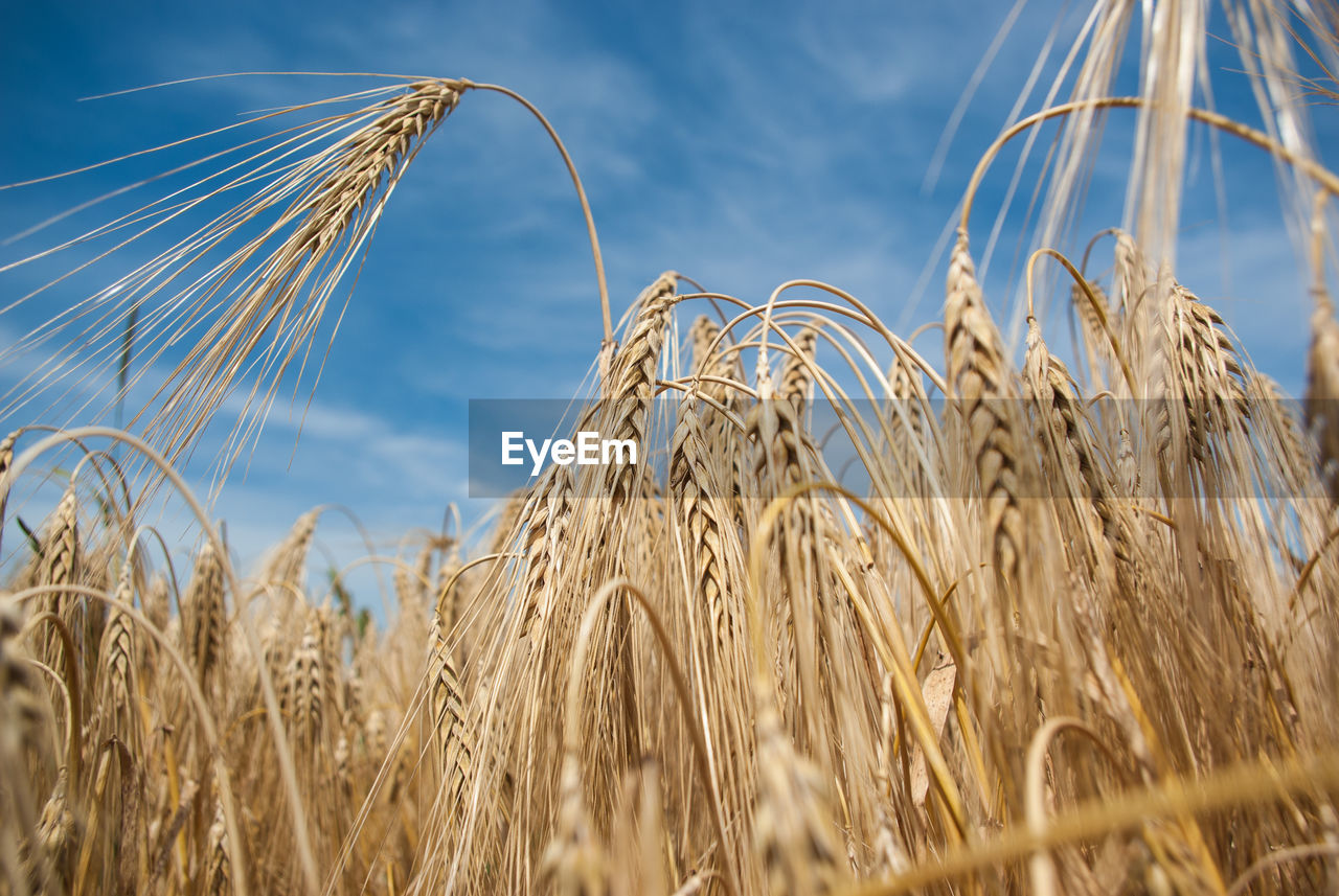 Close-up of wheat growing on field against sky