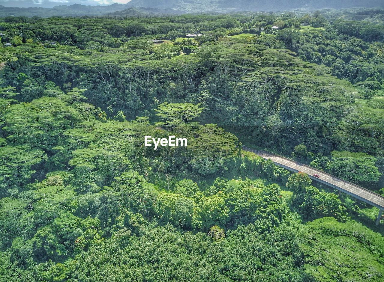 HIGH ANGLE VIEW OF TREES ON LANDSCAPE