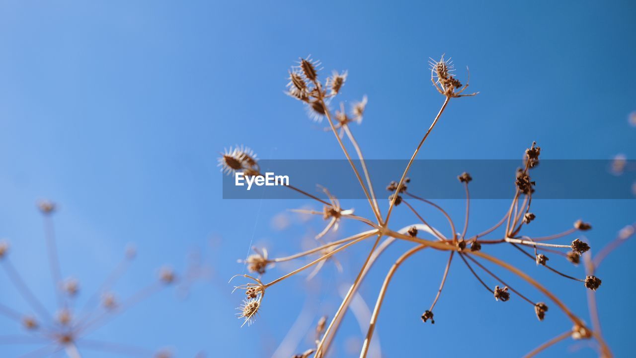 plant, nature, sky, blue, branch, flower, beauty in nature, blossom, tree, no people, growth, flowering plant, clear sky, freshness, close-up, outdoors, grass, day, macro photography, focus on foreground, sunlight, low angle view, sunny, twig, plant stem, tranquility, fragility, leaf, food, food and drink, springtime, frost