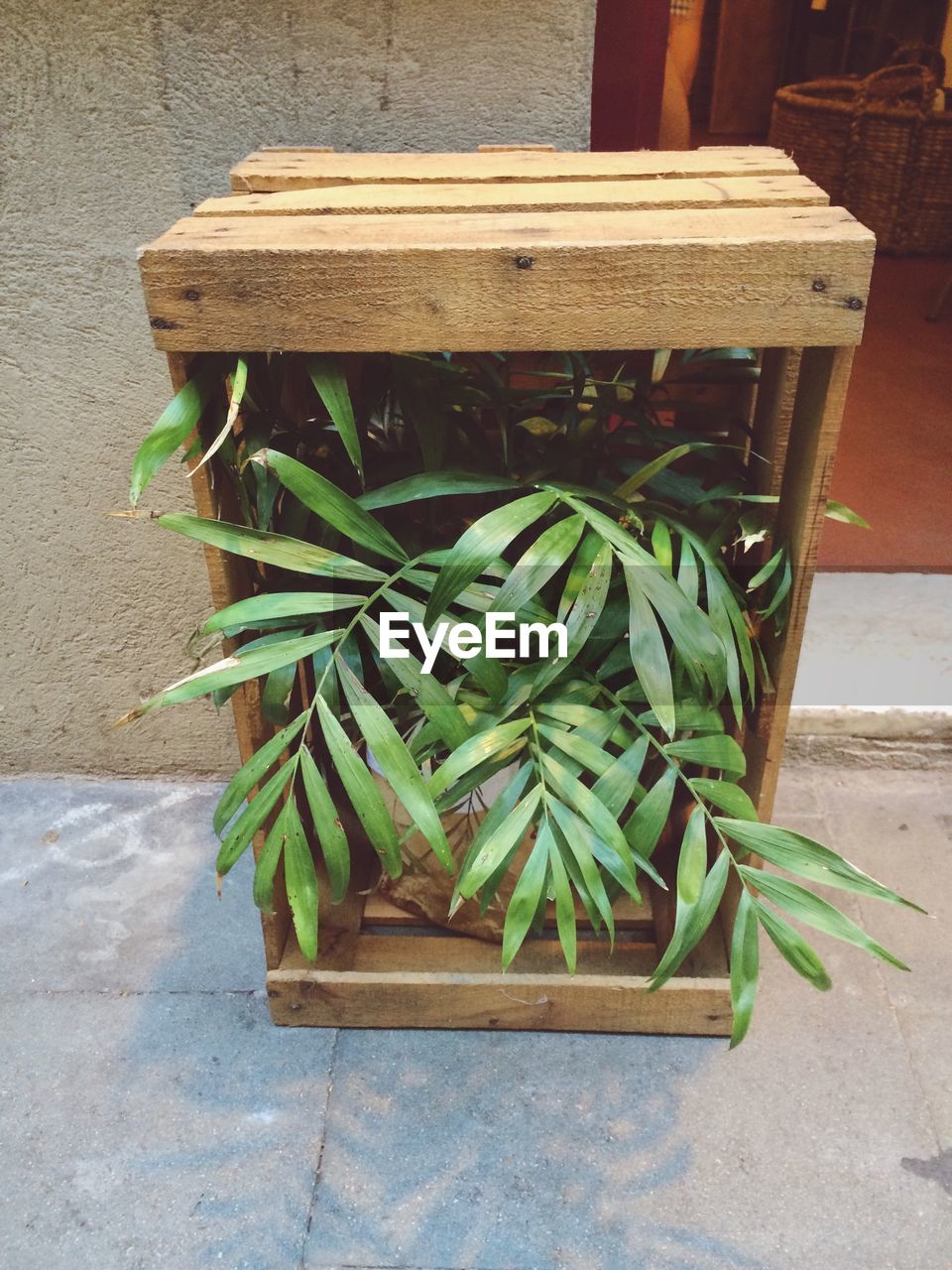 Potted plant in wooden crate