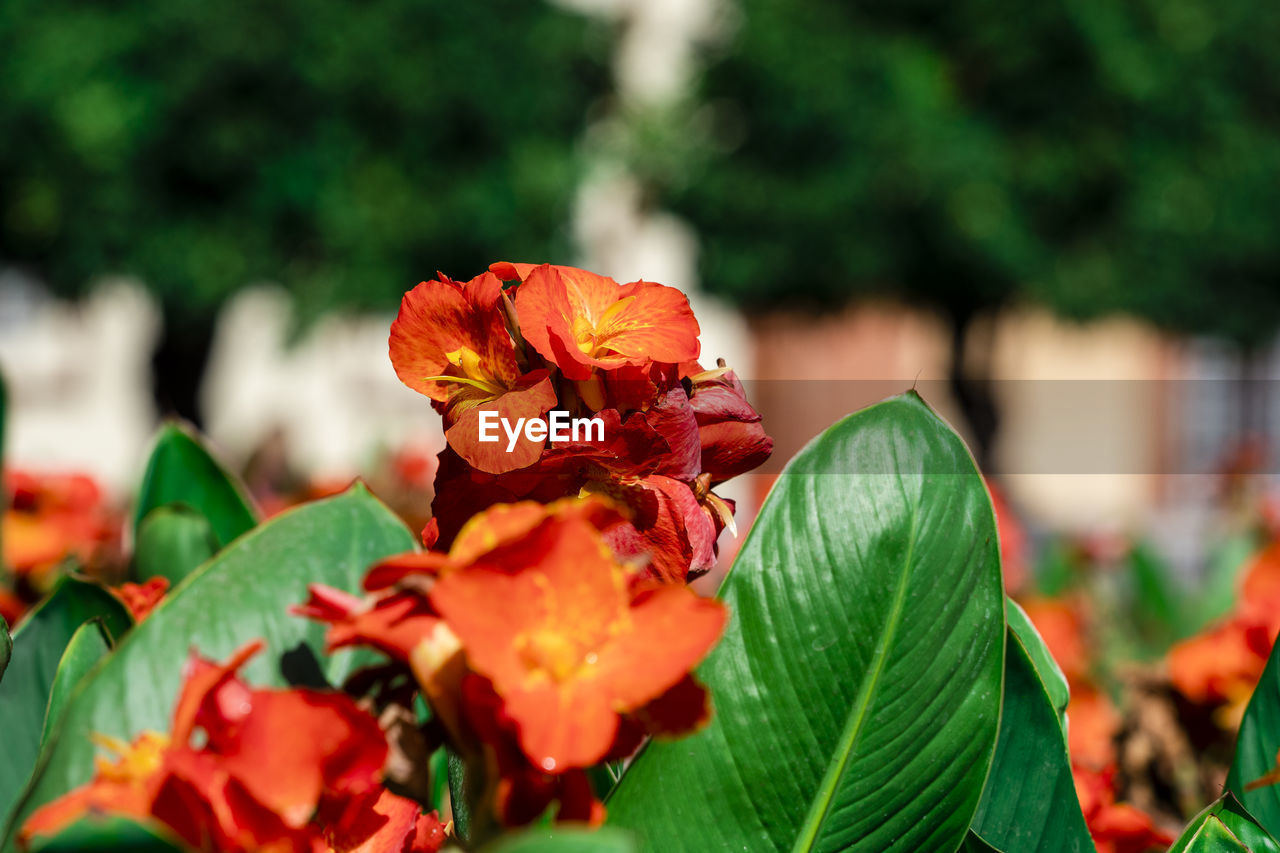 CLOSE-UP OF RED FLOWER PLANT