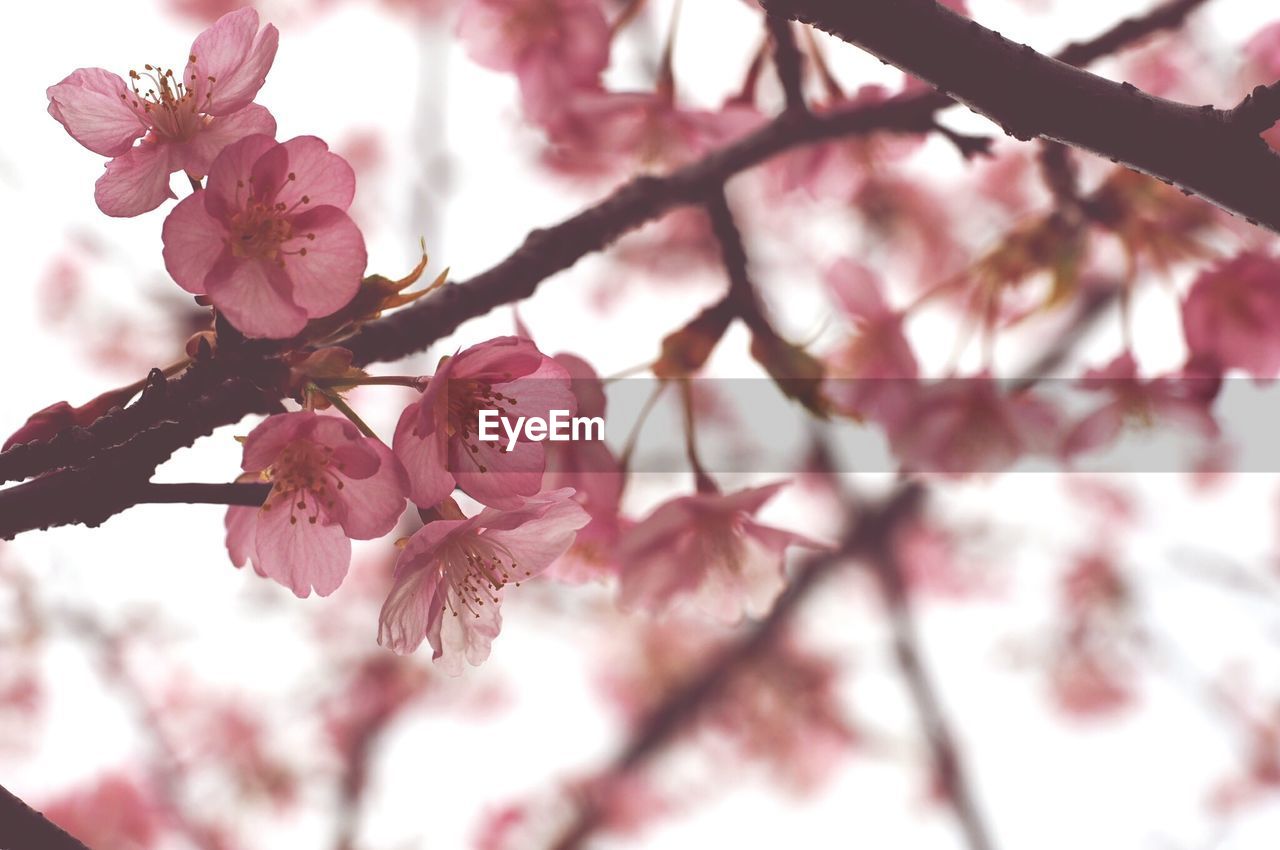 Low angle view of cherry blossom tree