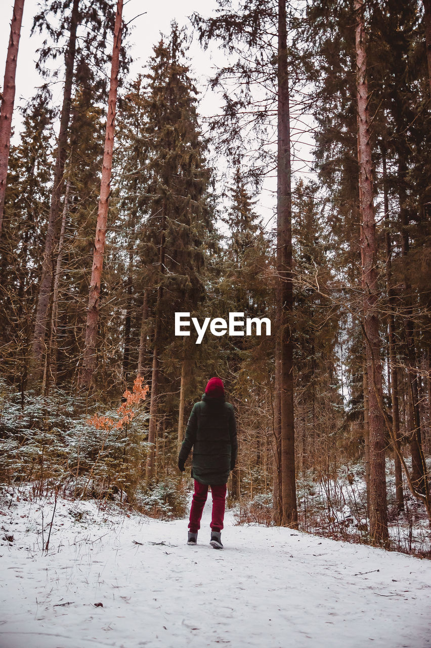 The figure of a person wandering along a snowy winter forest path