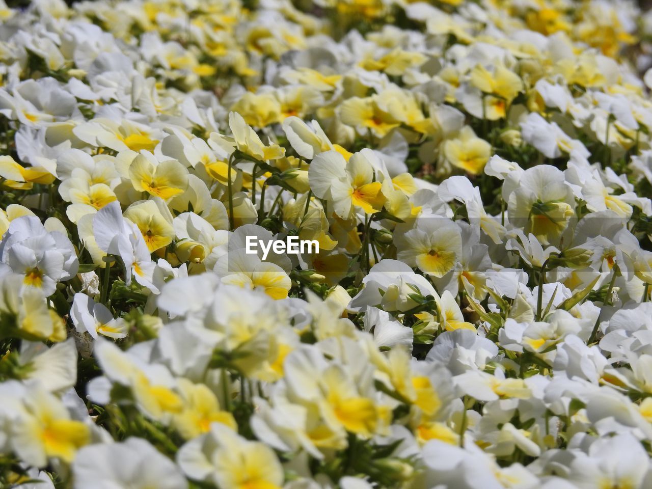 Full frame shot of yellow flowers blooming in field
