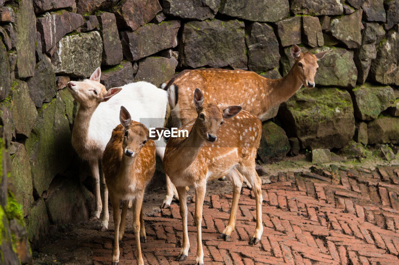 Deer family standing next to wall