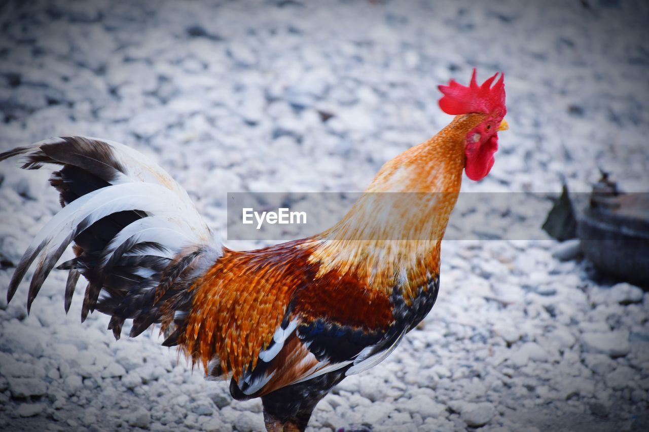 Close-up of rooster on field