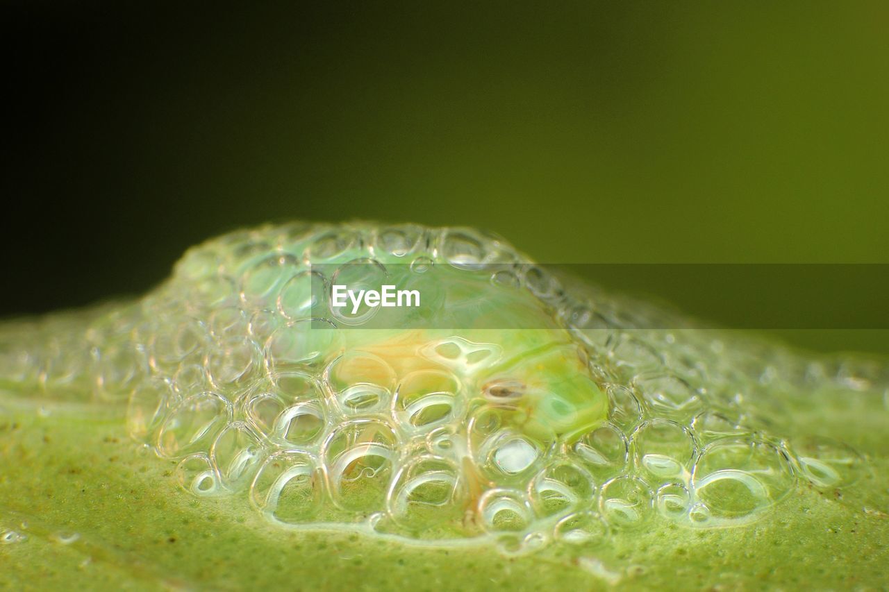 Close-up of water drops on leaf against black background