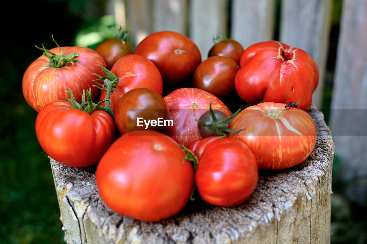 Freshly harvested tomatoes