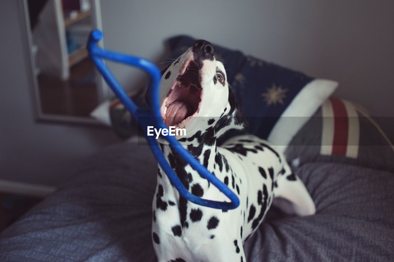 Dalmatian dog holding plastic object in mouth on bed