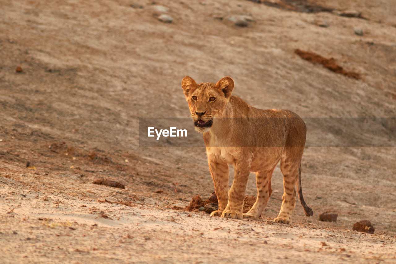 Lion cub in savuti, botswana