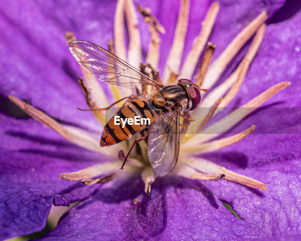 CLOSE-UP OF INSECT ON PURPLE FLOWER