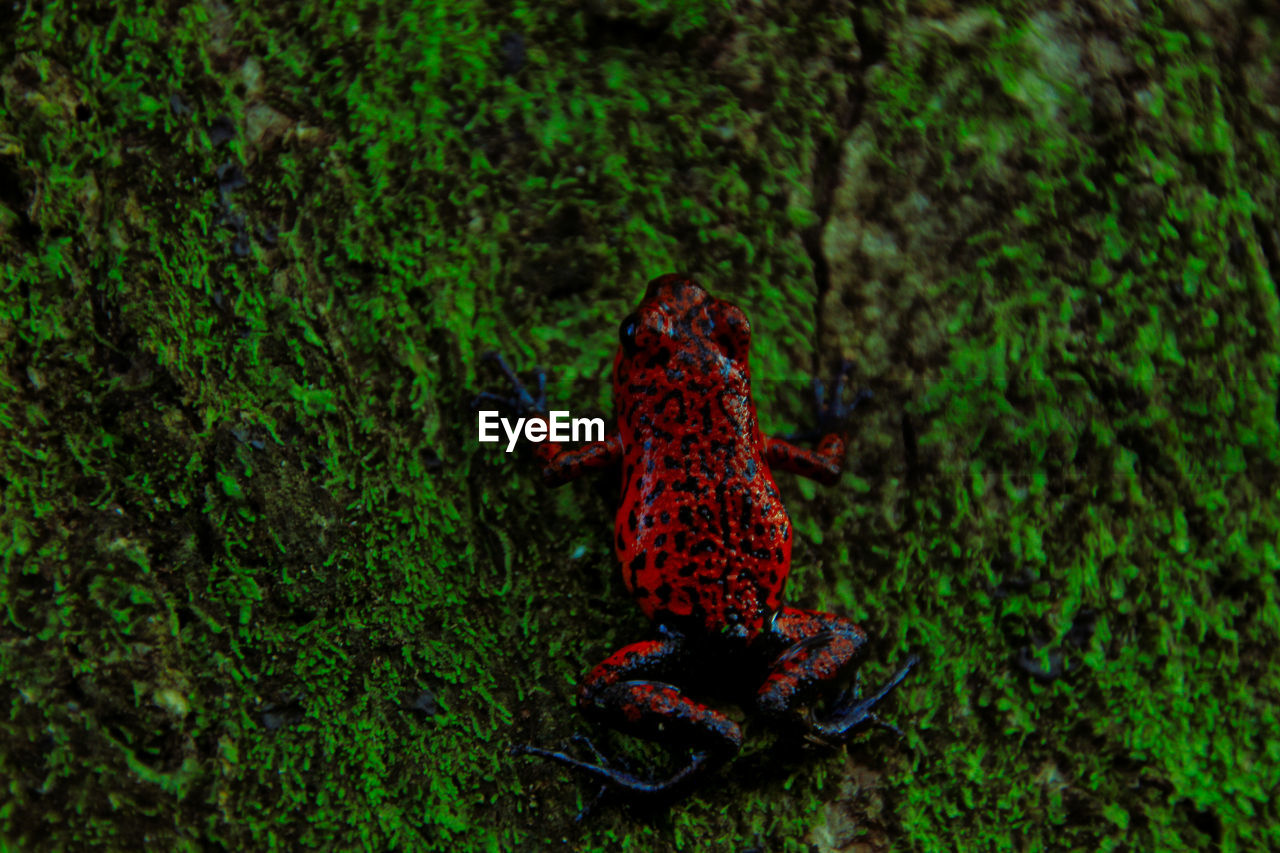 Poison dart frog in the moss of a tree