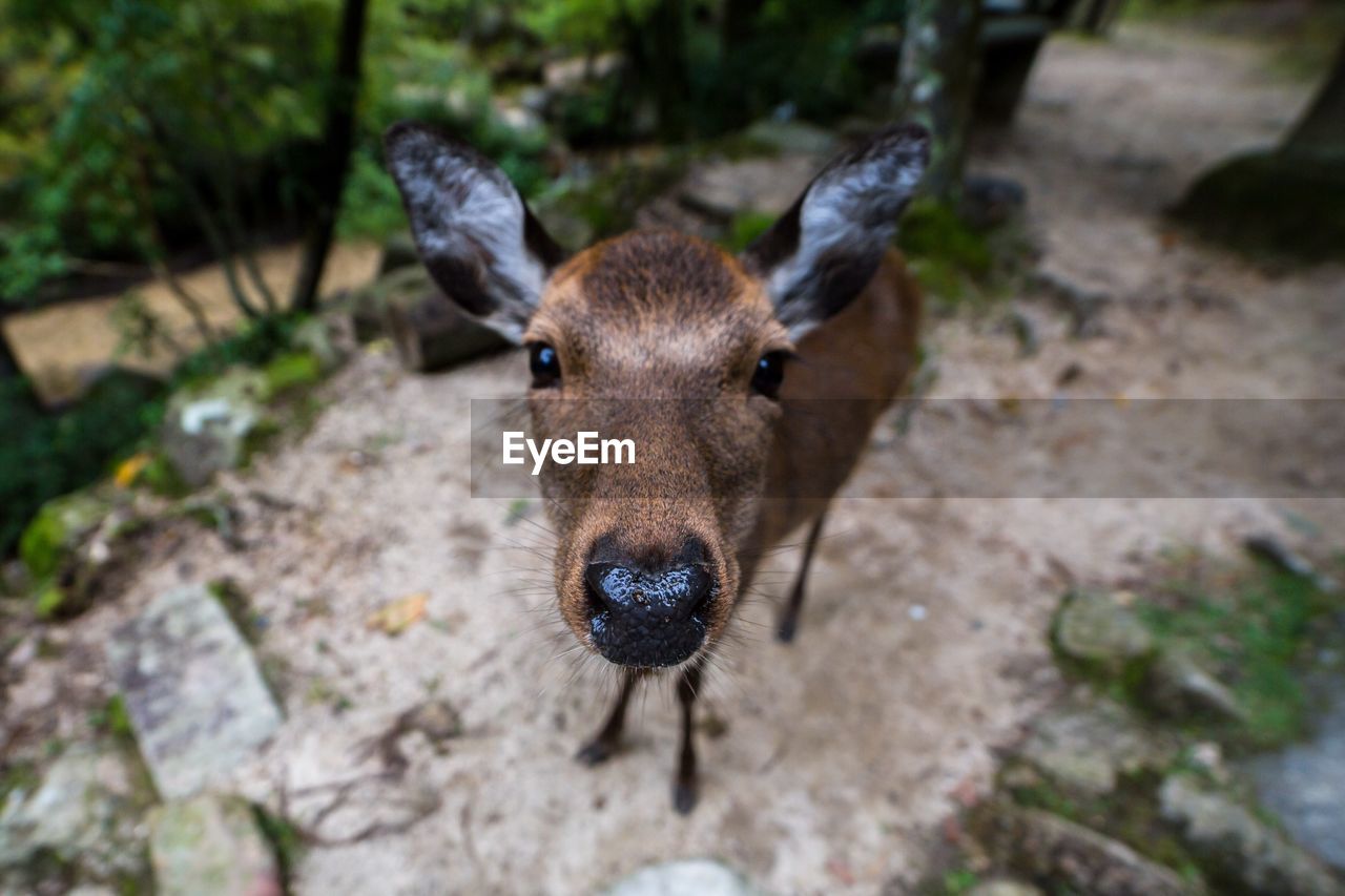 Curious deer on nara, japan
