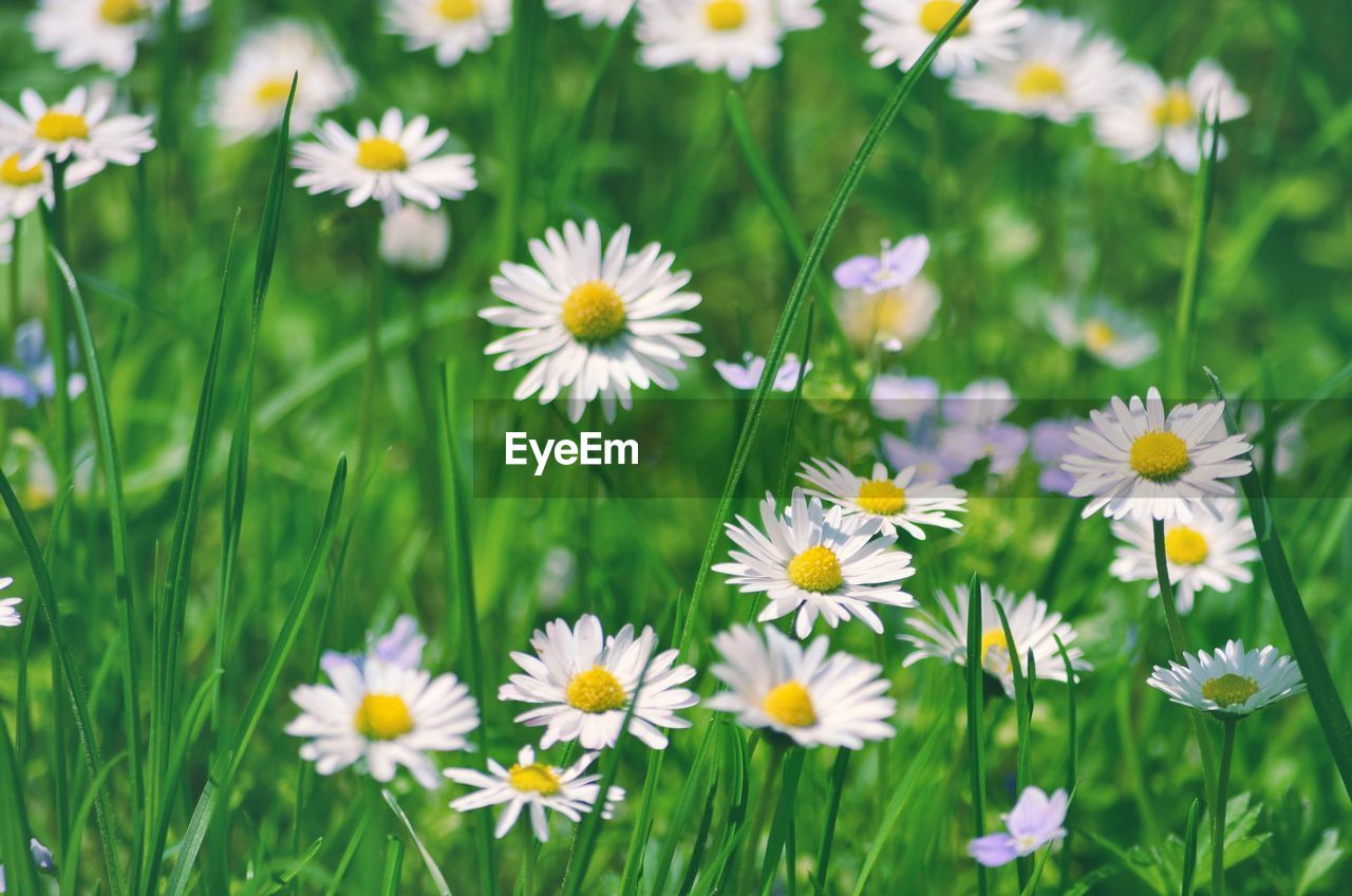 CLOSE-UP OF FRESH WHITE DAISY FLOWERS