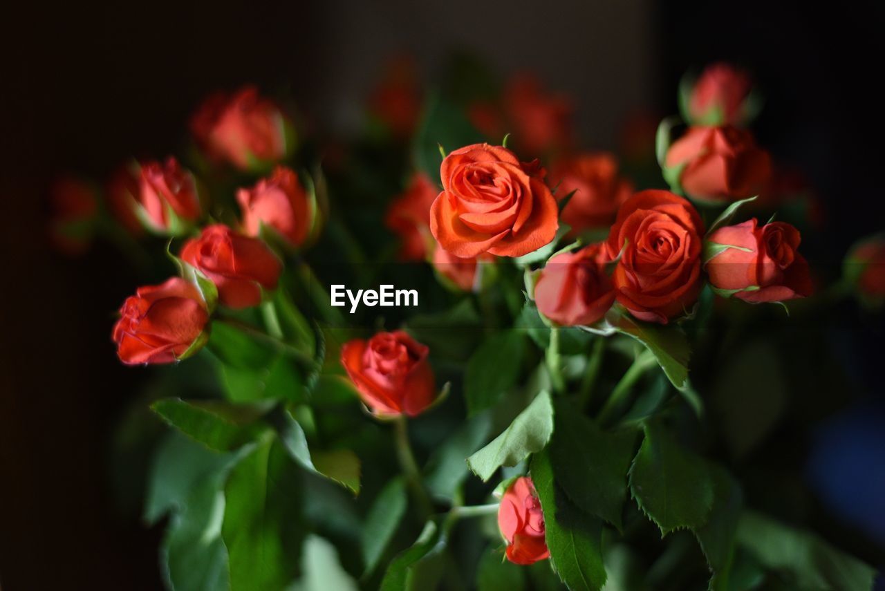 CLOSE-UP OF RED ROSES ON PLANT