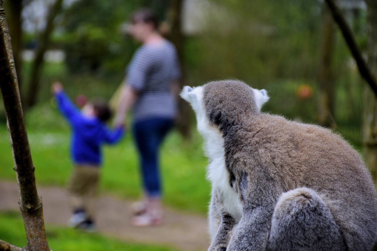 Lemur looking at people