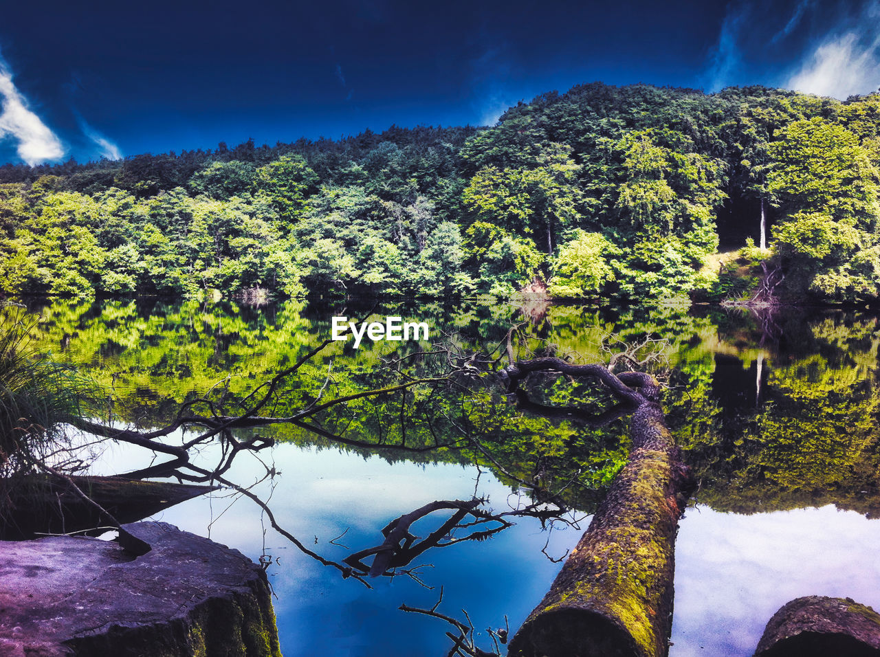 SCENIC VIEW OF LAKE AGAINST TREES