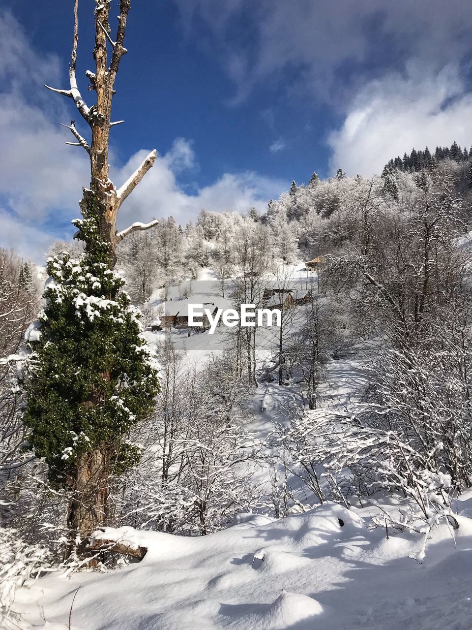 snow, winter, tree, cold temperature, plant, nature, coniferous tree, pinaceae, pine tree, sky, landscape, environment, scenics - nature, land, mountain, beauty in nature, pine woodland, cloud, forest, frozen, no people, mountain range, non-urban scene, tranquility, tranquil scene, white, frost, evergreen tree, woodland, outdoors, freezing, day, travel destinations, fir tree, snowcapped mountain, spruce, travel, blue, sunlight, spruce tree, deep snow, holiday, tourism, ice, fir