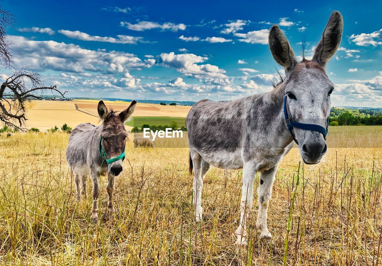 mammal, animal, animal themes, donkey, pack animal, domestic animals, mule, grass, pasture, livestock, nature, meadow, plant, field, animal wildlife, sky, landscape, pet, land, wildlife, group of animals, agriculture, working animal, portrait, rural scene, rural area, no people, environment, standing, plain, grazing, farm, prairie, cloud, outdoors, looking at camera, two animals, day, sunlight, horse, beauty in nature, grassland, blue, natural environment