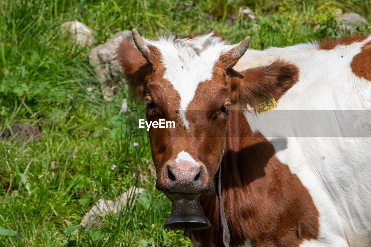 mammal, animal themes, animal, domestic animals, livestock, pasture, grass, pet, cattle, plant, cow, dairy cow, meadow, field, nature, calf, domestic cattle, land, grazing, agriculture, no people, one animal, portrait, farm, looking at camera, herbivorous, livestock tag, green, day, outdoors, brown, animal body part, plain, rural scene, landscape