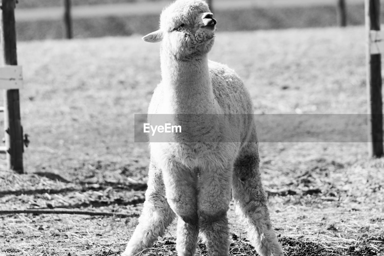 View of an alpaca on field