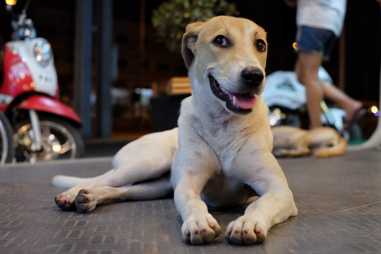 PORTRAIT OF DOG ON FLOOR