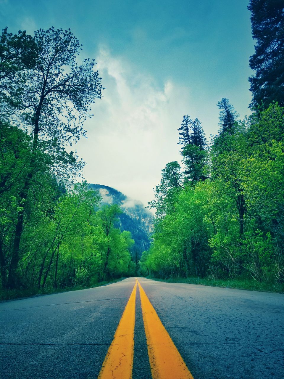 tree, road, plant, nature, transportation, the way forward, morning, green, sunlight, sky, road marking, leaf, symbol, no people, diminishing perspective, beauty in nature, forest, landscape, marking, vanishing point, sign, scenics - nature, asphalt, yellow, grass, day, tranquility, environment, street, rural area, country road, outdoors, autumn, city, cloud, tranquil scene, empty road, double yellow line, land, growth, horizon