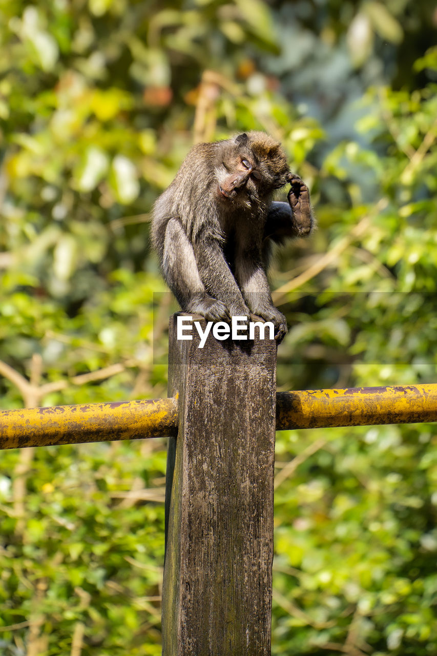 animal themes, animal, animal wildlife, one animal, mammal, wildlife, primate, monkey, tree, nature, branch, no people, plant, outdoors, focus on foreground, day, ape, new world monkey, wood, forest, green, land, full length, climbing