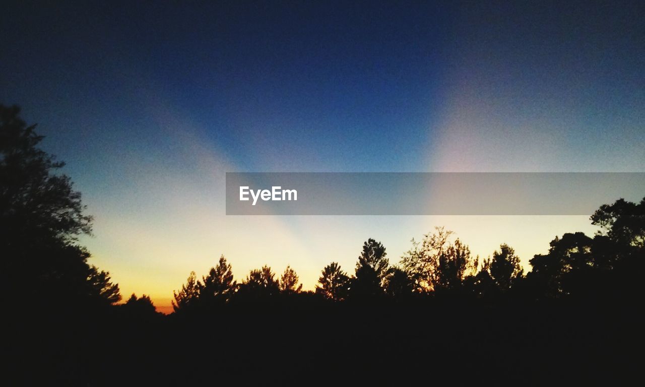 SILHOUETTE OF TREES AT SUNSET