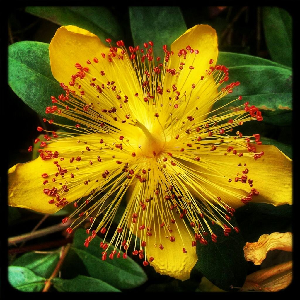 Close up of yellow flower