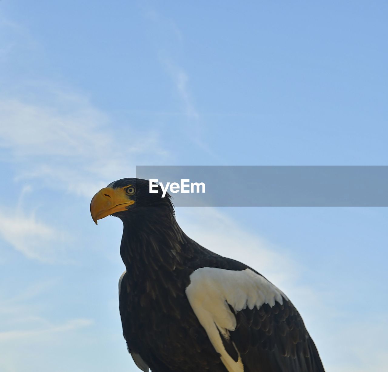 Steller's sea eagle - is a large diurnal bird of prey.  bird of prey on blue backround