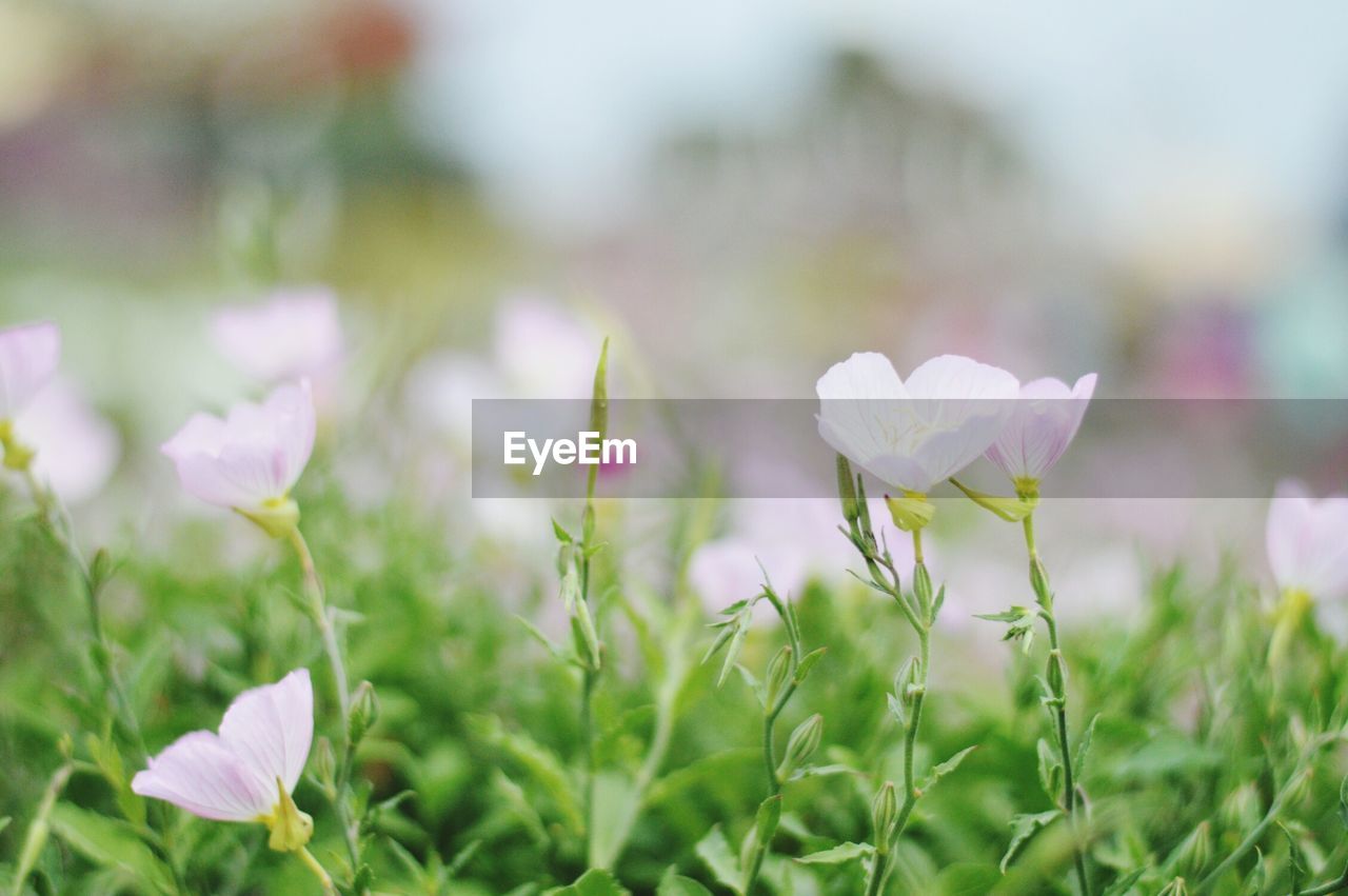 Close-up of white flowering plant on field